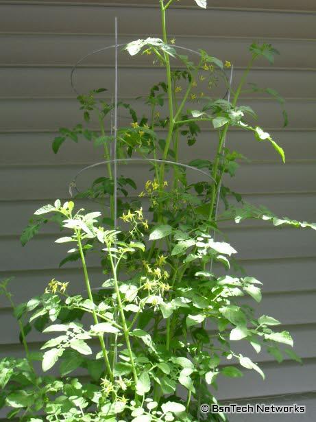 Red Cherry Tomato Plant