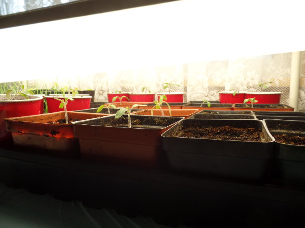 Tomato Seedlings