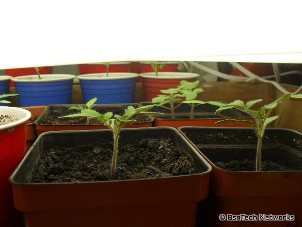 Tomato Seedlings