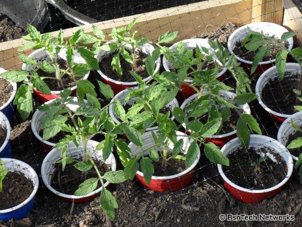 Tomato Seedlings