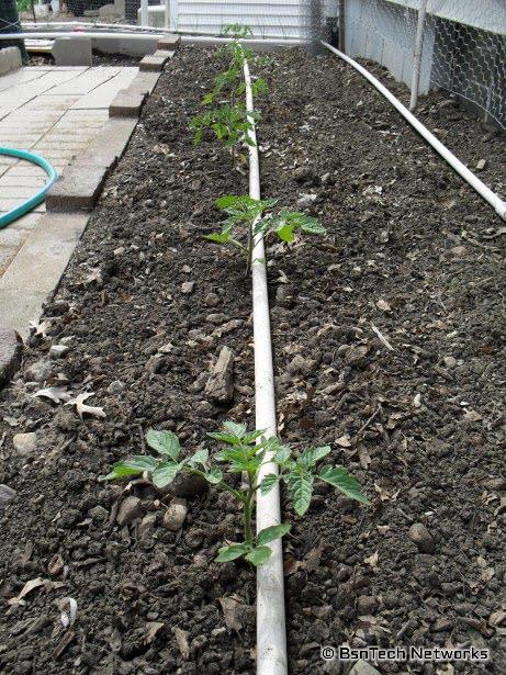 Tomatoes Planted