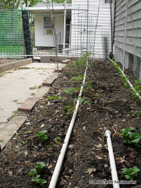 Tomato Plants