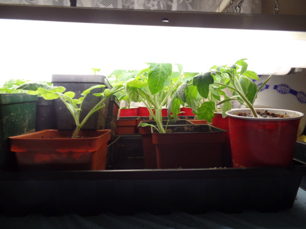 Tomato Plants