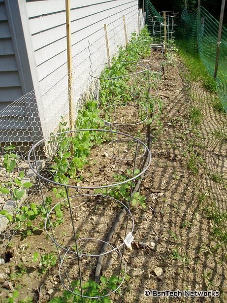 Tomatoes & Peas