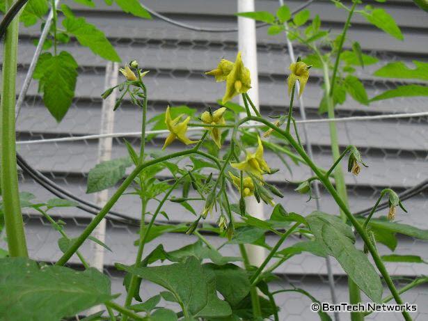 Red Cherry Tomato Blooms