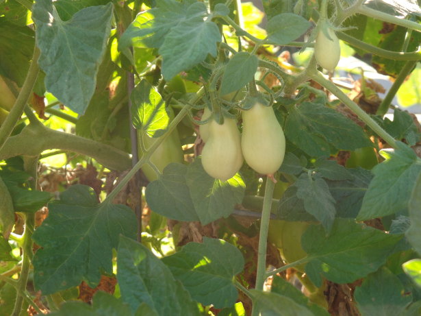 Roma Tomatoes
