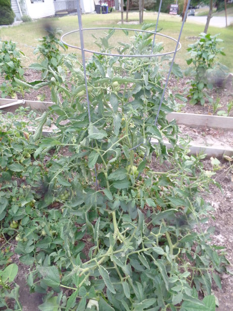 Tomato Plants