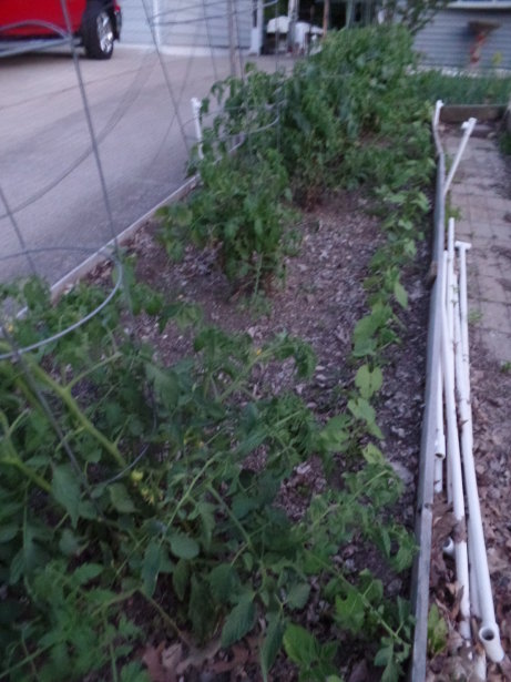 Tomato Plants