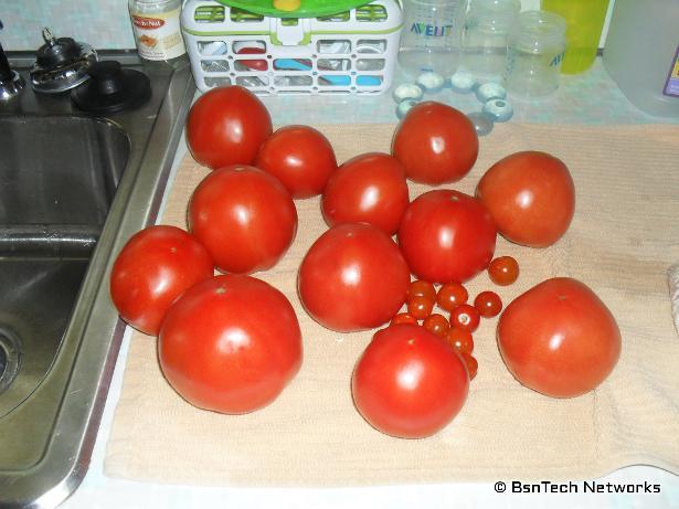 Tomatoes