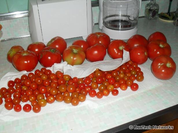 Tomatoes