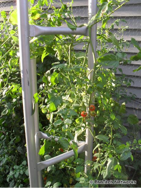 Red Cherry Tomato