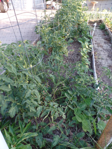 Tomatoes
