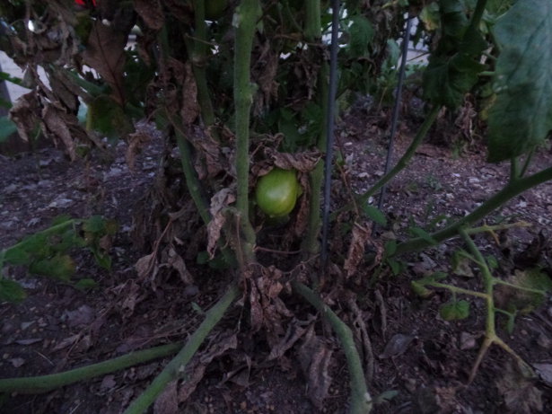 Roma Tomato