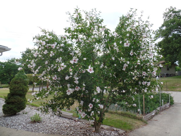 White Rose of Sharon