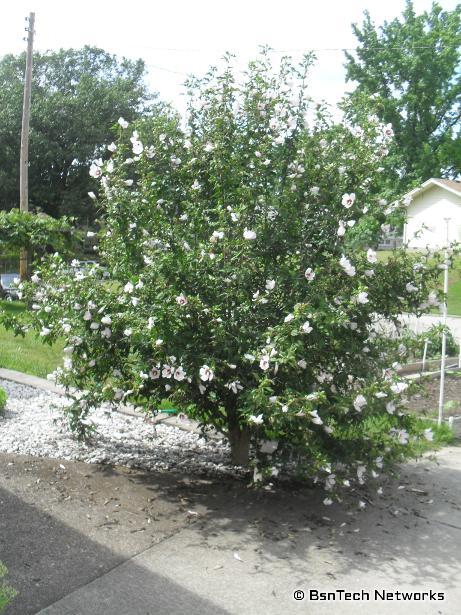 Rose of Sharon Tree